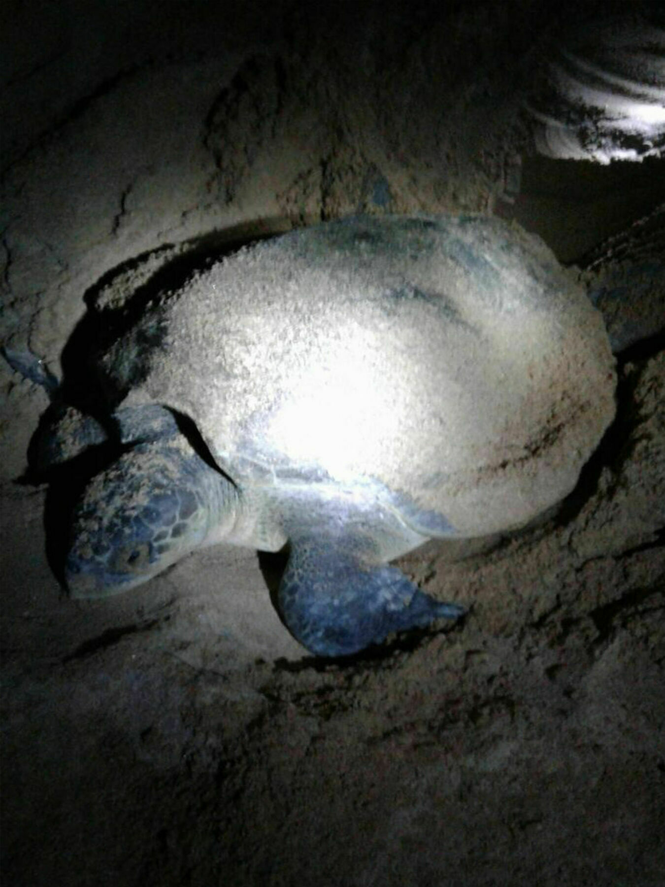 Green Turtle Villa By The Serendipity Collection Bentota Dış mekan fotoğraf